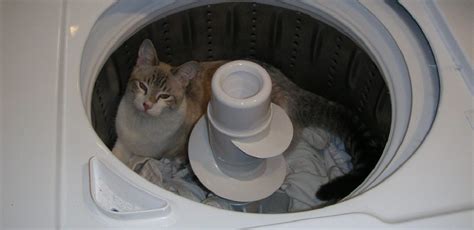 To clean the lint trap Remove the lint screen and set aside. . How to block cat from going behind washer and dryer